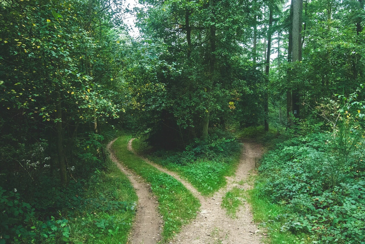 Choosing the Right Path When in Transition choice of two paths through woods16
